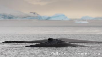 Humpback whales, Neko Harbor, Megaptera novaeangliae