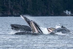 Humpback whales bubblenet feeding in Southeast Alaska. Coordinated bubble-net feeding is a specialized cooperative feeding technique used by humpback whales, where a group of whales works together to trap fish or krill in a net of bubbles then lunge through to feed, Megaptera novaeangliae, Sitka Sound