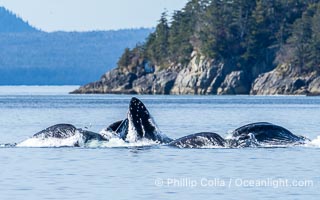 Humpback whales bubblenet feeding in Southeast Alaska. Coordinated bubble-net feeding is a specialized cooperative feeding technique used by humpback whales, where a group of whales works together to trap fish or krill in a net of bubbles then lunge through to feed, Megaptera novaeangliae, Sitka Sound