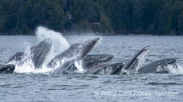 Humpback whales bubblenet feeding in Southeast Alaska. Coordinated bubble-net feeding is a specialized cooperative feeding technique used by humpback whales, where a group of whales works together to trap fish or krill in a net of bubbles then lunge through to feed, Megaptera novaeangliae, Sitka Sound