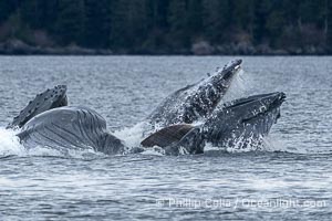 Humpback whales bubblenet feeding in Southeast Alaska. Coordinated bubble-net feeding is a specialized cooperative feeding technique used by humpback whales, where a group of whales works together to trap fish or krill in a net of bubbles then lunge through to feed, Megaptera novaeangliae, Sitka Sound