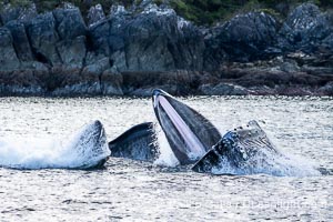 Humpback whales bubblenet feeding in Southeast Alaska. Coordinated bubble-net feeding is a specialized cooperative feeding technique used by humpback whales, where a group of whales works together to trap fish or krill in a net of bubbles then lunge through to feed, Megaptera novaeangliae, Sitka Sound