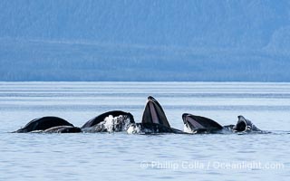Humpback whales bubblenet feeding in Southeast Alaska. Coordinated bubble-net feeding is a specialized cooperative feeding technique used by humpback whales, where a group of whales works together to trap fish or krill in a net of bubbles then lunge through to feed, Megaptera novaeangliae, Sitka Sound
