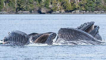 Humpback whales bubblenet feeding in Southeast Alaska. Coordinated bubble-net feeding is a specialized cooperative feeding technique used by humpback whales, where a group of whales works together to trap fish or krill in a net of bubbles then lunge through to feed, Megaptera novaeangliae, Sitka Sound