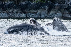 Humpback whales bubblenet feeding in Southeast Alaska. Coordinated bubble-net feeding is a specialized cooperative feeding technique used by humpback whales, where a group of whales works together to trap fish or krill in a net of bubbles then lunge through to feed, Megaptera novaeangliae, Sitka Sound