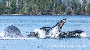 Humpback whales bubblenet feeding in Southeast Alaska. Coordinated bubble-net feeding is a specialized cooperative feeding technique used by humpback whales, where a group of whales works together to trap fish or krill in a net of bubbles then lunge through to feed, Megaptera novaeangliae, Sitka Sound
