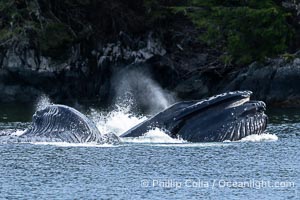 Humpback whales bubblenet feeding in Southeast Alaska. Coordinated bubble-net feeding is a specialized cooperative feeding technique used by humpback whales, where a group of whales works together to trap fish or krill in a net of bubbles then lunge through to feed, Megaptera novaeangliae, Sitka Sound