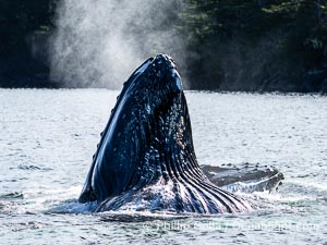 Humpback whales bubblenet feeding in Southeast Alaska. Coordinated bubble-net feeding is a specialized cooperative feeding technique used by humpback whales, where a group of whales works together to trap fish or krill in a net of bubbles then lunge through to feed, Megaptera novaeangliae, Sitka Sound