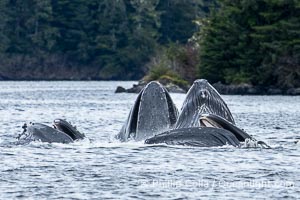 Humpback whales bubblenet feeding in Southeast Alaska. Coordinated bubble-net feeding is a specialized cooperative feeding technique used by humpback whales, where a group of whales works together to trap fish or krill in a net of bubbles then lunge through to feed, Megaptera novaeangliae, Sitka Sound