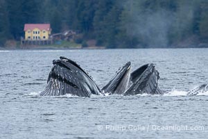 Humpback whales bubblenet feeding in Southeast Alaska. Coordinated bubble-net feeding is a specialized cooperative feeding technique used by humpback whales, where a group of whales works together to trap fish or krill in a net of bubbles then lunge through to feed, Megaptera novaeangliae, Sitka Sound