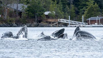Humpback whales bubblenet feeding in Southeast Alaska. Coordinated bubble-net feeding is a specialized cooperative feeding technique used by humpback whales, where a group of whales works together to trap fish or krill in a net of bubbles then lunge through to feed, Megaptera novaeangliae, Sitka Sound