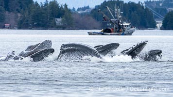 Humpback whales bubblenet feeding in Southeast Alaska. Coordinated bubble-net feeding is a specialized cooperative feeding technique used by humpback whales, where a group of whales works together to trap fish or krill in a net of bubbles then lunge through to feed, Megaptera novaeangliae, Sitka Sound