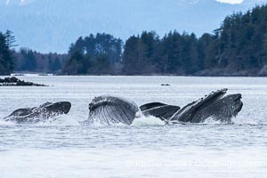 Humpback whales bubblenet feeding in Southeast Alaska. Coordinated bubble-net feeding is a specialized cooperative feeding technique used by humpback whales, where a group of whales works together to trap fish or krill in a net of bubbles then lunge through to feed, Megaptera novaeangliae, Sitka Sound