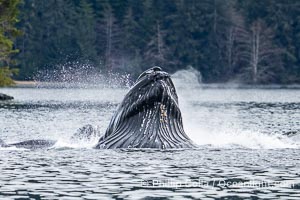 Humpback whales bubblenet feeding in Southeast Alaska. Coordinated bubble-net feeding is a specialized cooperative feeding technique used by humpback whales, where a group of whales works together to trap fish or krill in a net of bubbles then lunge through to feed, Megaptera novaeangliae, Sitka Sound