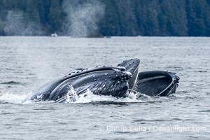 Humpback whales bubblenet feeding in Southeast Alaska. Coordinated bubble-net feeding is a specialized cooperative feeding technique used by humpback whales, where a group of whales works together to trap fish or krill in a net of bubbles then lunge through to feed, Megaptera novaeangliae, Sitka Sound