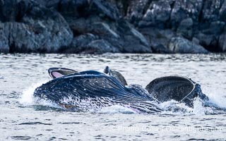 Humpback whales bubblenet feeding in Southeast Alaska. Coordinated bubble-net feeding is a specialized cooperative feeding technique used by humpback whales, where a group of whales works together to trap fish or krill in a net of bubbles then lunge through to feed, Megaptera novaeangliae, Sitka Sound