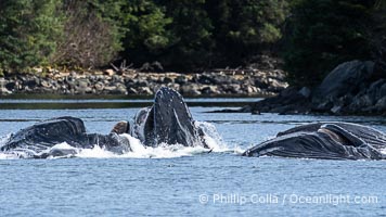 Humpback whales bubblenet feeding in Southeast Alaska. Coordinated bubble-net feeding is a specialized cooperative feeding technique used by humpback whales, where a group of whales works together to trap fish or krill in a net of bubbles then lunge through to feed, Megaptera novaeangliae, Sitka Sound