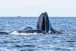 Humpback whales bubblenet feeding in Southeast Alaska. Coordinated bubble-net feeding is a specialized cooperative feeding technique used by humpback whales, where a group of whales works together to trap fish or krill in a net of bubbles then lunge through to feed, Megaptera novaeangliae, Sitka Sound