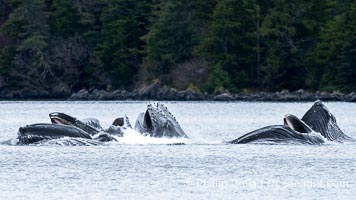 Humpback whales bubblenet feeding in Southeast Alaska. Coordinated bubble-net feeding is a specialized cooperative feeding technique used by humpback whales, where a group of whales works together to trap fish or krill in a net of bubbles then lunge through to feed, Megaptera novaeangliae, Sitka Sound
