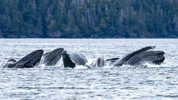 Humpback whales bubblenet feeding in Southeast Alaska. Coordinated bubble-net feeding is a specialized cooperative feeding technique used by humpback whales, where a group of whales works together to trap fish or krill in a net of bubbles then lunge through to feed, Megaptera novaeangliae, Sitka Sound