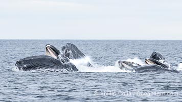Humpback whales bubblenet feeding in Southeast Alaska. Coordinated bubble-net feeding is a specialized cooperative feeding technique used by humpback whales, where a group of whales works together to trap fish or krill in a net of bubbles then lunge through to feed, Megaptera novaeangliae, Sitka Sound