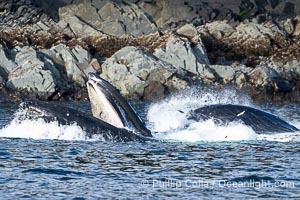 Humpback whales bubblenet feeding in Southeast Alaska. Coordinated bubble-net feeding is a specialized cooperative feeding technique used by humpback whales, where a group of whales works together to trap fish or krill in a net of bubbles then lunge through to feed, Megaptera novaeangliae, Sitka Sound
