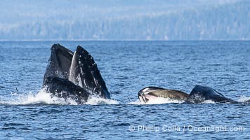 Humpback whales bubblenet feeding in Southeast Alaska. Coordinated bubble-net feeding is a specialized cooperative feeding technique used by humpback whales, where a group of whales works together to trap fish or krill in a net of bubbles then lunge through to feed, Megaptera novaeangliae, Sitka Sound