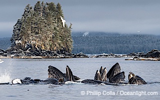 Humpback whales surface together during coordinated bubble-net feeding in Southeast Alaska. The whales use bubbles, sound, and movement to corral fish before capturing them in their open mouths, Megaptera novaeangliae, Sitka Sound
