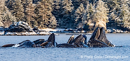 Humpback whales surface together during coordinated bubble-net feeding in Southeast Alaska. The whales use bubbles, sound, and movement to corral fish before capturing them in their open mouths, Megaptera novaeangliae, Sitka Sound