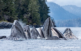 Humpback whales surface together during coordinated bubble-net feeding in Southeast Alaska. The whales use bubbles, sound, and movement to corral fish before capturing them in their open mouths, Megaptera novaeangliae, Sitka Sound