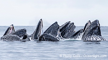 Humpback whales surface together during coordinated bubble-net feeding in Southeast Alaska. The whales use bubbles, sound, and movement to corral fish before capturing them in their open mouths, Megaptera novaeangliae, Sitka Sound
