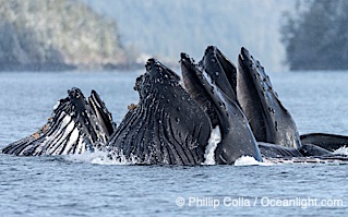 Humpback whales surface together during coordinated bubble-net feeding in Southeast Alaska. The whales use bubbles, sound, and movement to corral fish before capturing them in their open mouths, Megaptera novaeangliae, Sitka Sound