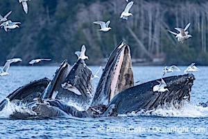 Humpback whales surface together during coordinated bubble-net feeding in Southeast Alaska. The whales use bubbles, sound, and movement to corral fish before capturing them in their open mouths, Megaptera novaeangliae, Sitka Sound