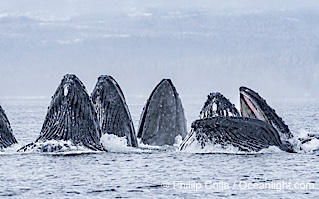 Humpback whales surface together during coordinated bubble-net feeding in Southeast Alaska. The whales use bubbles, sound, and movement to corral fish before capturing them in their open mouths, Megaptera novaeangliae, Sitka Sound