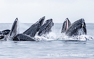 Humpback whales surface together during coordinated bubble-net feeding in Southeast Alaska. The whales use bubbles, sound, and movement to corral fish before capturing them in their open mouths, Megaptera novaeangliae, Sitka Sound