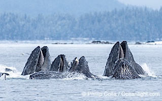 Humpback whales surface together during coordinated bubble-net feeding in Southeast Alaska. The whales use bubbles, sound, and movement to corral fish before capturing them in their open mouths, Megaptera novaeangliae, Sitka Sound