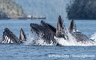 Humpback whales surface together during coordinated bubble-net feeding in Southeast Alaska. The whales use bubbles, sound, and movement to corral fish before capturing them in their open mouths, Megaptera novaeangliae, Sitka Sound
