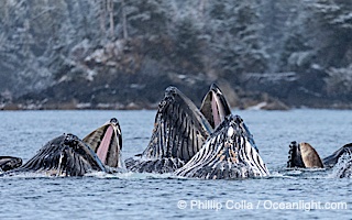Humpback whales surface together during coordinated bubble-net feeding in Southeast Alaska. The whales use bubbles, sound, and movement to corral fish before capturing them in their open mouths, Megaptera novaeangliae, Sitka Sound