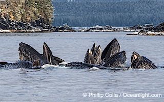 Humpback whales surface together during coordinated bubble-net feeding in Southeast Alaska. The whales use bubbles, sound, and movement to corral fish before capturing them in their open mouths, Megaptera novaeangliae, Sitka Sound