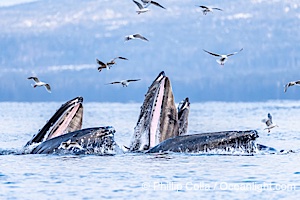 Humpback whales surface together during coordinated bubble-net feeding in Southeast Alaska. The whales use bubbles, sound, and movement to corral fish before capturing them in their open mouths, Megaptera novaeangliae, Sitka Sound