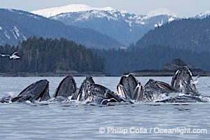 Humpback whales surface together during coordinated bubble-net feeding in Southeast Alaska. The whales use bubbles, sound, and movement to corral fish before capturing them in their open mouths, Megaptera novaeangliae, Sitka Sound