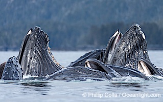 Humpback whales surface together during coordinated bubble-net feeding in Southeast Alaska. The whales use bubbles, sound, and movement to corral fish before capturing them in their open mouths, Megaptera novaeangliae, Sitka Sound