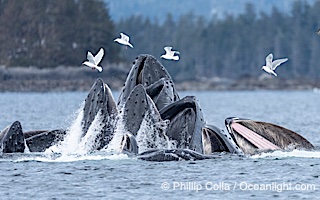 Humpback whales surface together during coordinated bubble-net feeding in Southeast Alaska. The whales use bubbles, sound, and movement to corral fish before capturing them in their open mouths, Megaptera novaeangliae, Sitka Sound