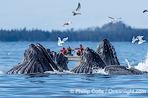 Humpback whales surface together during coordinated bubble-net feeding in Southeast Alaska. The whales use bubbles, sound, and movement to corral fish before capturing them in their open mouths, Megaptera novaeangliae, Sitka Sound
