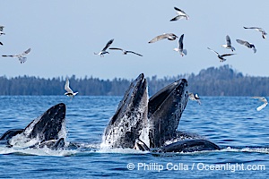 Humpback whales surface together during coordinated bubble-net feeding in Southeast Alaska. The whales use bubbles, sound, and movement to corral fish before capturing them in their open mouths, Megaptera novaeangliae, Sitka Sound