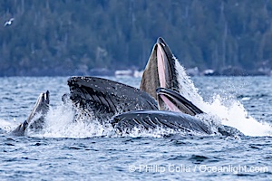 Humpback whales surface together during coordinated bubble-net feeding in Southeast Alaska. The whales use bubbles, sound, and movement to corral fish before capturing them in their open mouths, Megaptera novaeangliae, Sitka Sound