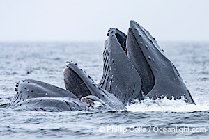 Humpback whales surface together during coordinated bubble-net feeding in Southeast Alaska. The whales use bubbles, sound, and movement to corral fish before capturing them in their open mouths, Megaptera novaeangliae, Sitka Sound