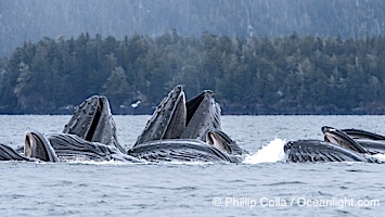 Humpback whales surface together during coordinated bubble-net feeding in Southeast Alaska. The whales use bubbles, sound, and movement to corral fish before capturing them in their open mouths, Megaptera novaeangliae, Sitka Sound