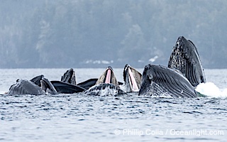 Humpback whales surface together during coordinated bubble-net feeding in Southeast Alaska. The whales use bubbles, sound, and movement to corral fish before capturing them in their open mouths, Megaptera novaeangliae, Sitka Sound