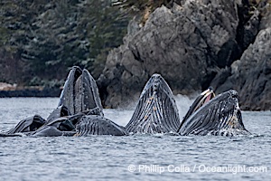Humpback whales surface together during coordinated bubble-net feeding in Southeast Alaska. The whales use bubbles, sound, and movement to corral fish before capturing them in their open mouths, Megaptera novaeangliae, Sitka Sound